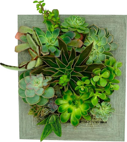 Wall Planter (8x10) - Instant Vertical Succulents Herbs Indoor Garden DIY Picture Cactus Plastic Ready to Hang Pin Plant Display Water
