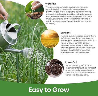Groundio Heshiko Japanese Bunching Green Onion Seeds, Non-GMO Heirloom, Mild Flavor Scallions for Cooking, High Yield Kitchen Garden Indoors & Outdoors (Allium fistulosum)