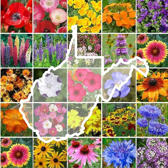 Eden Brothers West Virginia Wildflower Mixed Seeds for Planting, 1 oz, 30,000+ Seeds with Cornflower, Lupine | Attracts Pollinators, Plant in Spring or Fall, Zones