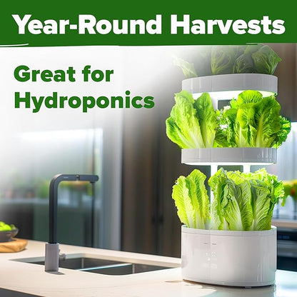 HOME GROWN Non GMO Parris Island Romaine Lettuce 3,500+ High Germination Heirloom Lettuce for Planting Crisp Heads for Garden & Hydroponics, Indoor Outdoor (Lactuca Sativa)