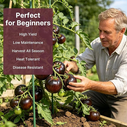 Groundio Cherokee Purple Tomato Seeds, Non-GMO Heirloom Vegetable Seeds for Planting, Unique Dark Purple Beefsteak, Rich Flavor, High Germination for Outdoor Home Garden