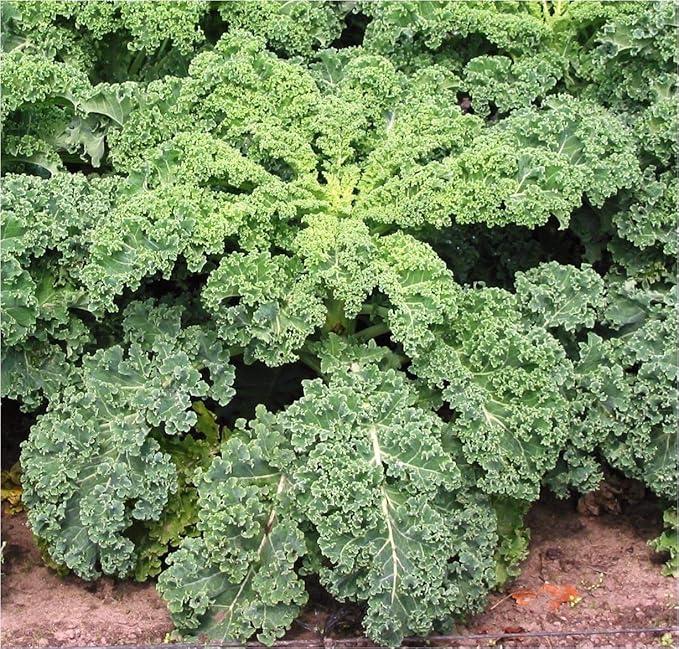 Seeds Vegetable Kale Cabbage Green - 150 Seeds