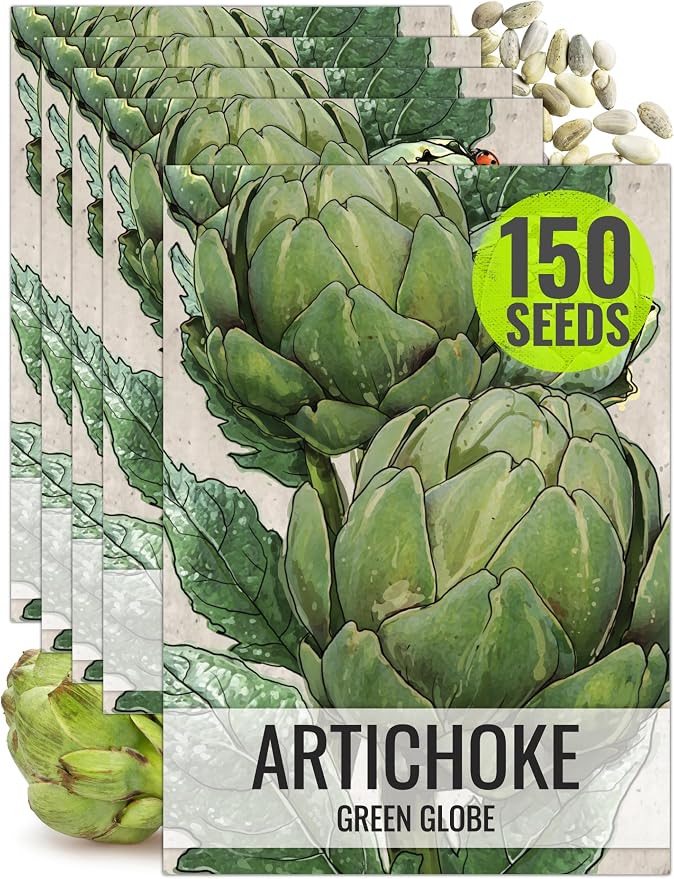 Seed Needs Green Globe Artichoke Seeds to Plant Heirloom & Non-GMO 5 Packs