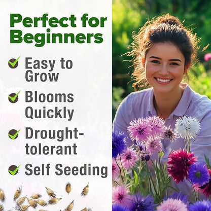 HOME GROWN Bachelor Button Flower Seeds Tall Mix 700+ Cornflower Heirloom Seeds for Planting - Quick Blooming, Non-GMO, Pollinator Friendly, Easy to Grow Wildflowers USA Grown (Centaurea cyanus)