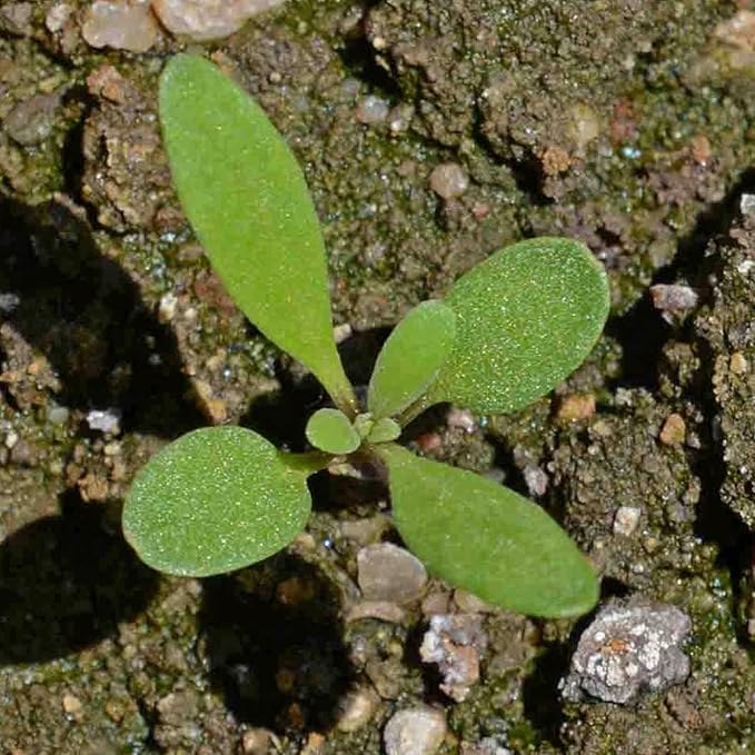 Seed Needs Alyssum Seeds Variety Pack of 4 Groundcover Flowers to Plant