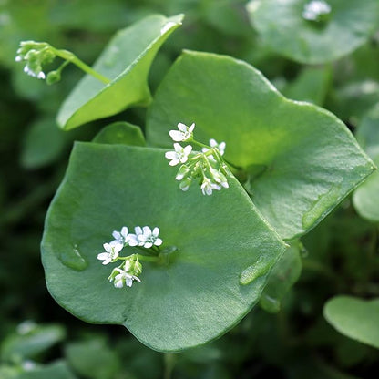 Outsidepride Winter Purslane Seeds for Planting - 5,000 Pcs Annual, Easy to Grow, Vitamin-Rich & Drought Tolerant Succulent Seeds for Culinary, Xeriscaping, Containers & Hanging Baskets