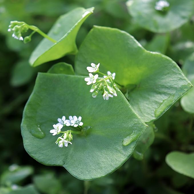 Outsidepride Winter Purslane Seeds for Planting - 10,000 Pcs Annual, Easy to Grow, Vitamin-Rich & Drought Tolerant Succulent Seeds for Culinary, Xeriscaping, Containers & Hanging Baskets