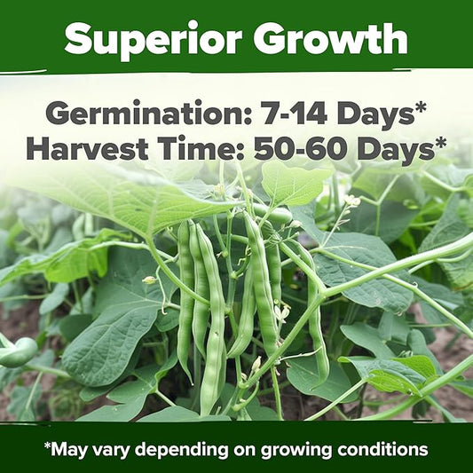 HOME GROWN Contender Bush Seeds - 56 𝗡𝗢𝗡-𝗚𝗠𝗢 𝗨𝗦𝗔-𝗦?𝗨𝗥𝗖𝗘𝗗, Heirloom Green Beans for Planting - Emergency Food Supply (Phaseolus vulgaris)