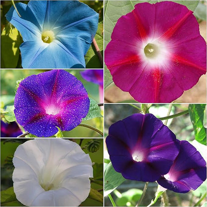 Seed Needs Morning Glory Seeds Variety Pack of 5 Vining Ipomoea Flowers
