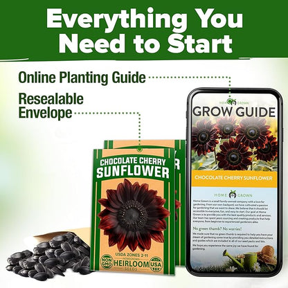 HOME GROWN Chocolate Cherry Sunflower Seeds – 150 Heirloom Non-GMO Seeds – Burgundy Sunflowers for Planting – Tall Garden Flowers That Attract Pollinators & Butterflies (Helianthus annuus)