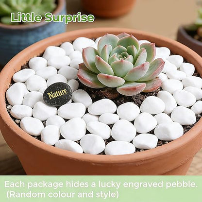 SIDONG 10 LB White River Rocks, 0.4-1.2 Inches Matte Pebbles for Indoor Plants, Aquarium Rocks Used in Fish Tank, Decorative Stones for Plants, Vases, Home Décor, Crafting, Garden Landscaping