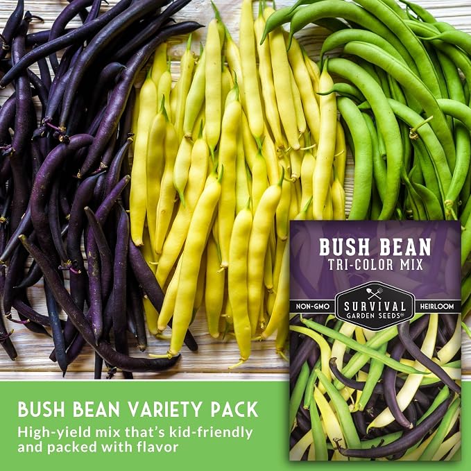 Tri Color Blend Bush Bean Seeds for Planting - Mix of Green, Yellow Wax, & Purple Beans with Stringless Pods - 3 Non-GMO Heirloom High Yield Varieties - Survival Garden Seeds (5 Packs)