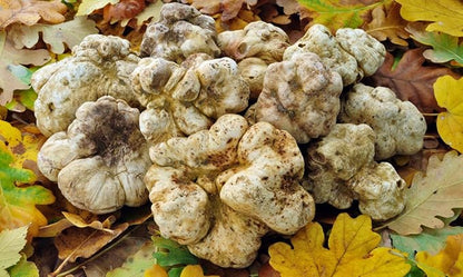 White Truffle Mushrooms Non GMO for Planting Mycelium Spawn Spores