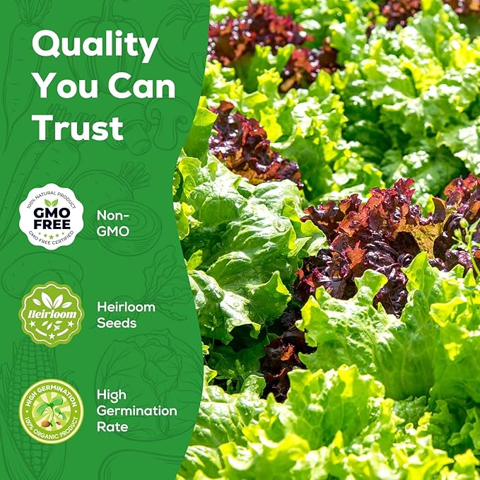 Heirloom Lettuce Seeds - 5 Varieties Lettuce Seeds for Planting - Black Seeded Simpson, Iceberg, Buttercrunch, Parris Island Cos & Lolla Rossa Lettuce - Home Garden & Hydroponic Seeds
