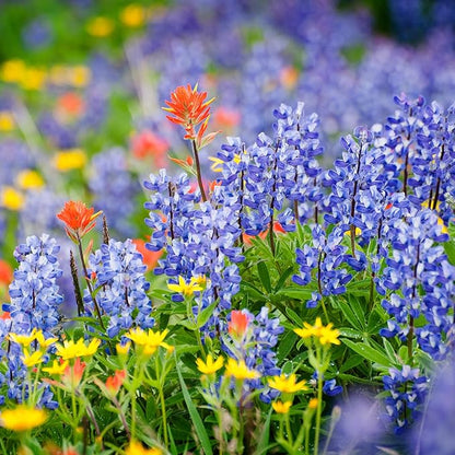 Created By Nature Montana Wildflower Seed Mix, 14 Flower Varieties, 53,000 Seeds