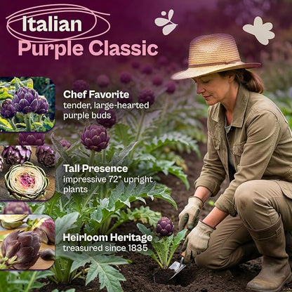 SVI 50 Purple Romagna Artichoke Seeds (Cynara scolymus) – Roman Artichokes Seed Packets, Non GMO Artichoke Vegetable Garden Seed – Heirloom Vegetable Seeds for Outdoor Garden, Containers