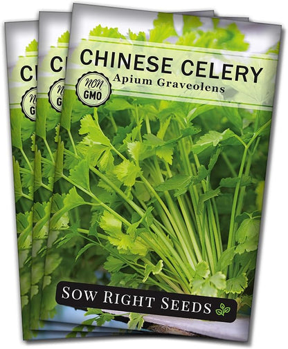 Sow Right Seeds - Chinese Celery Seeds for Planting - Non-GMO Heirloom Packet with Instructions to Plant and Grow a Home Vegetable Garden - Culinary and Compact Herb, Abundant Stalks (3)
