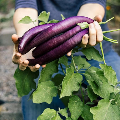 Organic Eggplant Seeds (Long Purple) - Approx 160 Seeds (Pack of 2)