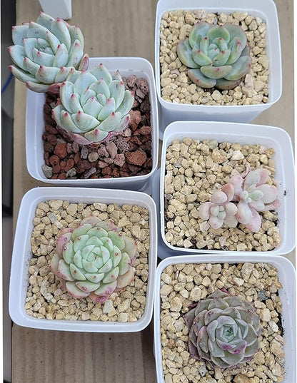 3lb Maifanitum Stones for Succulent Cactus Bonsai Decorative Rocks-Indoor Plants Soil Covers,Horticultural Gravel, Potting Pebbles for Terrarium, Fairy Gardening, Top Dressing