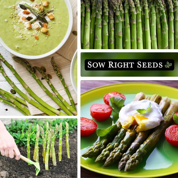 Sow Right Seeds - Mary Washington Asparagus Seed for Planting - Non-GMO Heirloom Packet with Instructions to Plant an Outdoor Home Vegetable Garden - Classic Perennial Stalks with Hearty Flavor (1)
