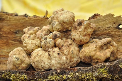 White Truffle Mushrooms Non GMO for Planting Mycelium Spawn Spores