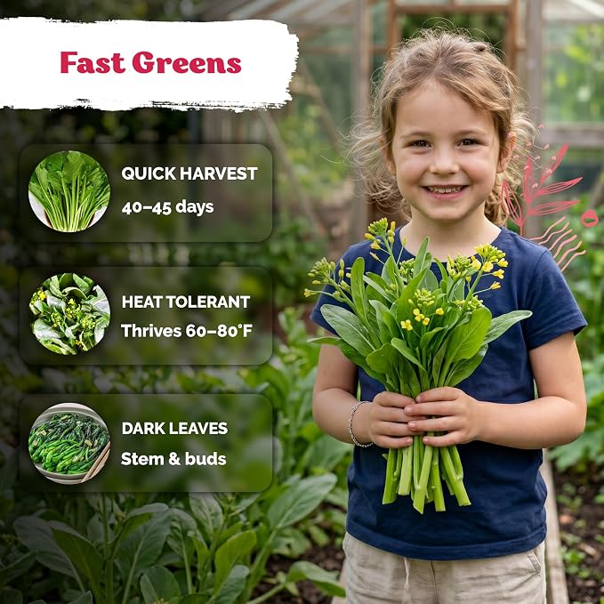 KVITER 3700 Jung Green Yu Choy Sum Seeds (Brassica Rapa VAR Parachinesis) - Chinese Flowering Cabbage, Fast Growing, Heirloom, Non GMO Seed Packets - Vegetable Seeds for Outdoor Garden, Raised Beds
