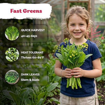 KVITER 3700 Jung Green Yu Choy Sum Seeds (Brassica Rapa VAR Parachinesis) - Chinese Flowering Cabbage, Fast Growing, Heirloom, Non GMO Seed Packets - Vegetable Seeds for Outdoor Garden, Raised Beds