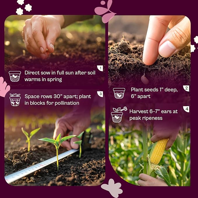 SVI 80 Golden Bantam Sweet Corn Seeds (Zea mays) – Yellow Sweet Corn Seed Packets Non GMO – Fast Growing Heirloom Vegetable Seeds, Outdoor Vegetable Garden & Home Garden