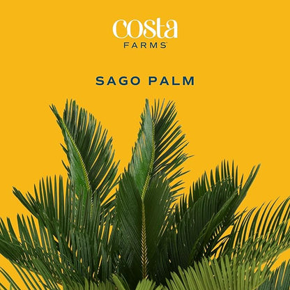 Costa Farms Sago Palm Live Plant in Decorative Pot, Easy to Maintain Large Indoor Houseplant, Perfect for Home, Room, or Office Decor, Great House Warming or Birthday Gift, 2-3 Feet Tall