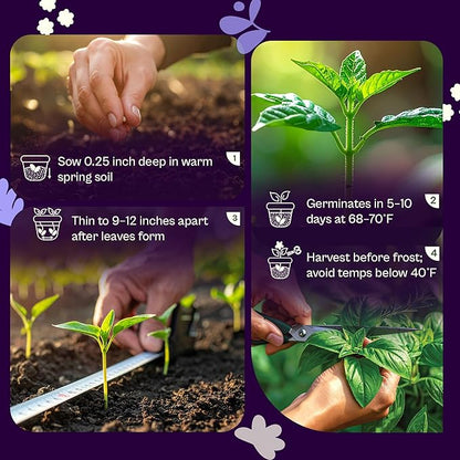 SVI 600 Sweet Thai Basil Seeds (Ocimum basilicum) – Basil Seed Packets Aromatic, Heat-Tolerant – Non GMO Heirloom Herb Seeds for Containers, Outdoor & Indoor Herb Garden