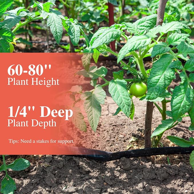 Groundio Beefsteak Tomato Seeds 300+ Non GMO Heirloom, High Germination Indeterminate Seeds for Planting, Large Meaty Slicing Fruits, Vegetable Garden (Solanum lycopersicum)