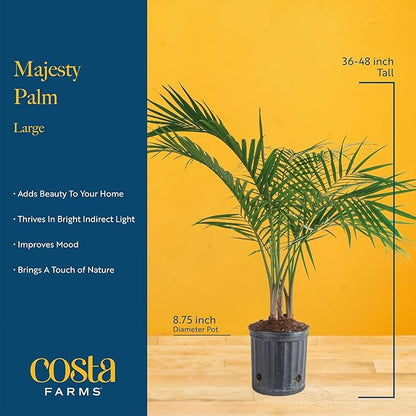 Costa Farms Majesty Palm Live Plant in Decorative Pot, Large Indoor Houseplant, Perfect for Home, Room, or Office Decor, Great House Warming or Birthday Gift, 3-4 Feet Tall