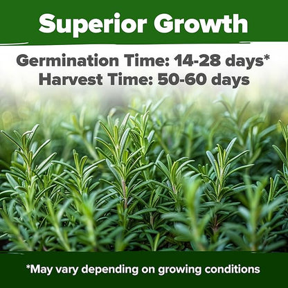 HOME GROWN Rosemary Seeds Pack - 300 High Germinating Heirloom Herb Seeds for Planting in Indoor or Outdoor Herb Gardens (Salvia rosmarinus)