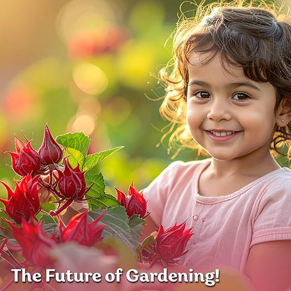 KVITER 150 Roselle Seeds for Planting (Hibiscus Sabdariffa) – Jamaican Sorrel/Cranberry Hibisco Seeds/Gongura Seed/Sour Leaf Seed – Perfect for Hibiscus Tea Organic, Outdoor & Indoor Garden