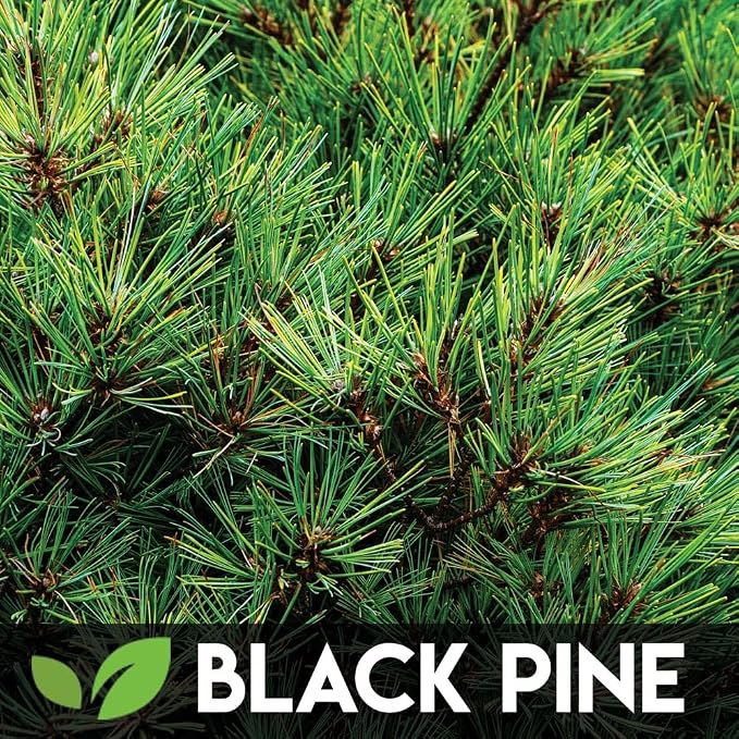 5 Types Bonsai Tree Kit, Wisteria, Black Pine, Blue Spruce, Red Maple Tree, Flame Tree, Bonsai Seeds for Indoor Outdoor Garden DIY, Plant Lover Highly Prized for Men and Women