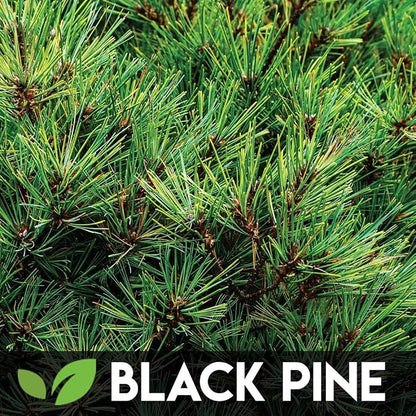 5 Types Bonsai Tree Kit, Wisteria, Black Pine, Blue Spruce, Red Maple Tree, Flame Tree, Bonsai Seeds for Indoor Outdoor Garden DIY, Plant Lover Highly Prized for Men and Women