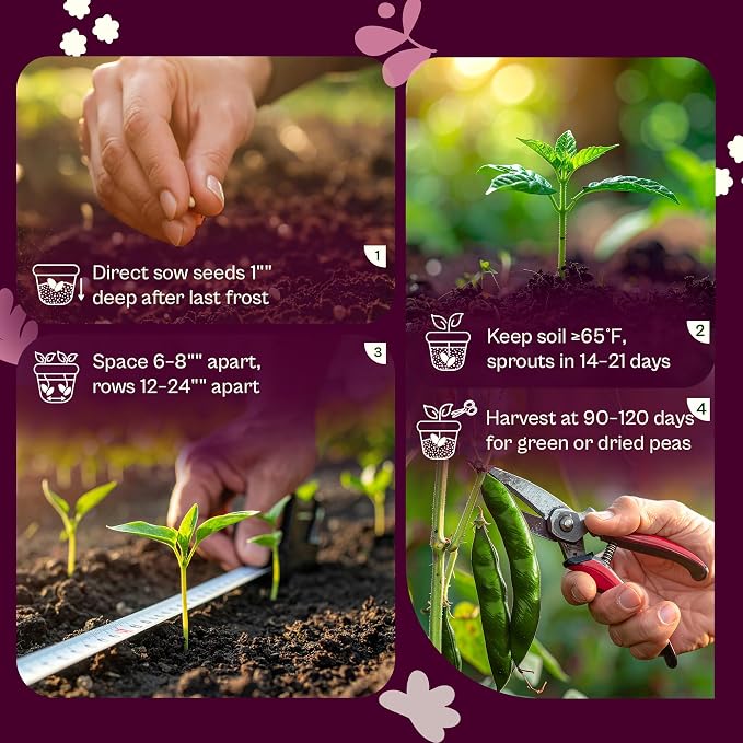 SVI 50 Gandules Pigeon Peas Seeds (Cajanus indicus) - Gungo peas, Congo Pea, Drought Resistant & Nitrogen-Fixing, Open-Pollinated - Heirloom Vegetable Seeds for Outdoor Garden, Raised Beds