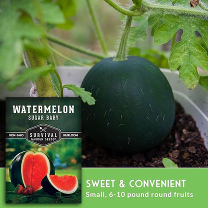 Sugar Baby Watermelon Seeds - Grow Little Round Icebox Watermelons at Home - Non-GMO Heirloom Variety for Planting - Survival Garden Seeds (3 Pack)