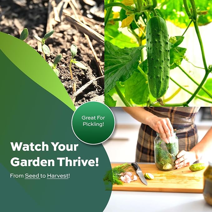 National Pickling Cucumber Seeds for Planting - Heirloom, Non-GMO, USA Grown Seeds in Premium Waterproof Packaging with Plant Information and Instructions - Cucumis Sativus