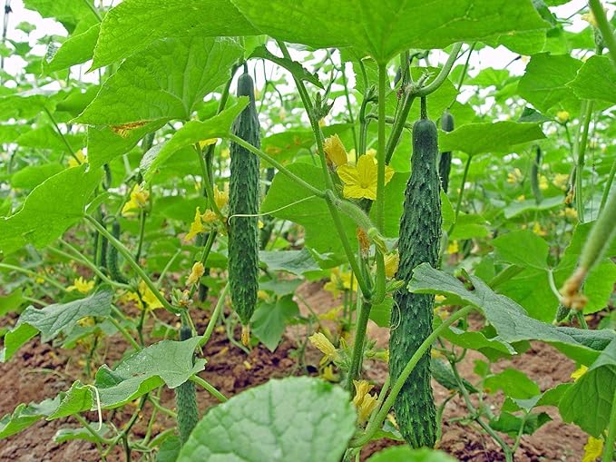 Seeds Cucumber Burpless Chinese Miracle Giant Long Rare Pickling Non GMO Vegetable for Planting