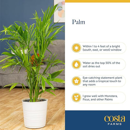 Costa Farms Majesty Palm Live Plant in Decorative Pot, Indoor Houseplant, Perfect for Home, Room, or Office Decor, Great House Warming or Birthday Gift, 3-4 Feet Tall