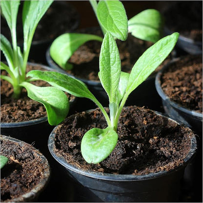Seed Needs Green Globe Artichoke Seeds to Plant Heirloom & Non-GMO 5 Packs
