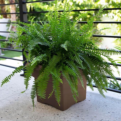 Bloem Veranda Square Deck Box Planter: 18" - Chocolate Brown - Matte Finish, Weatherproof Plastic, Optional Drainage Holes, for Indoor and Outdoor Use, Gardening, 9 Gallon Capacity
