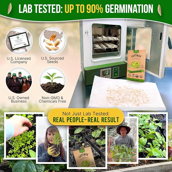 Lettuce Iceberg Seeds Pack 3G - Over 3,100 Non-GMO Heirloom Lettuce Seeds for Planting Greens in Individual Seed Packet, Greens Seeds for Planting Home Garden Indoor & Outdoor Gardening