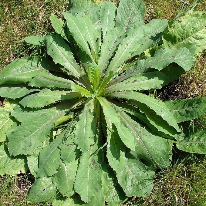 Wild Lettuce (Lactuca virosa) - Packet of 50 Seeds