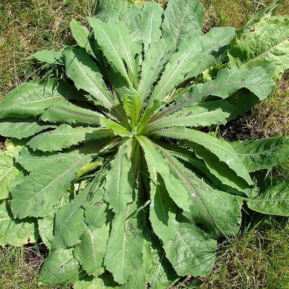 Wild Lettuce (Lactuca virosa) - Packet of 50 Seeds