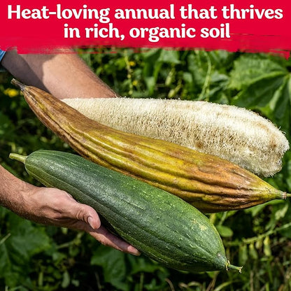 KVITER 40 Luffa Seeds (Luffa Aegyptiaca) – Loofa, Loofah Sponge Gourd Heirloom Seeds, Ideal Non GMO & Organic Natural Sponge – Loofah Seed for Planting from USA to Grow in Your Home Vegetable Garden