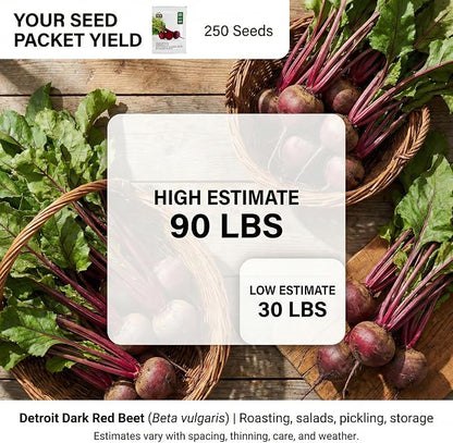 250 Detroit Dark Red Beet Seeds for Planting - Heirloom | Non-GMO | USA Grown - Deep Uniform Red Flesh - Classic Beet for Roasting, Canning, and Pickling by RDR Seeds