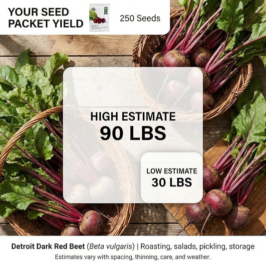 250 Detroit Dark Red Beet Seeds for Planting - Heirloom | Non-GMO | USA Grown - Deep Uniform Red Flesh - Classic Beet for Roasting, Canning, and Pickling by RDR Seeds