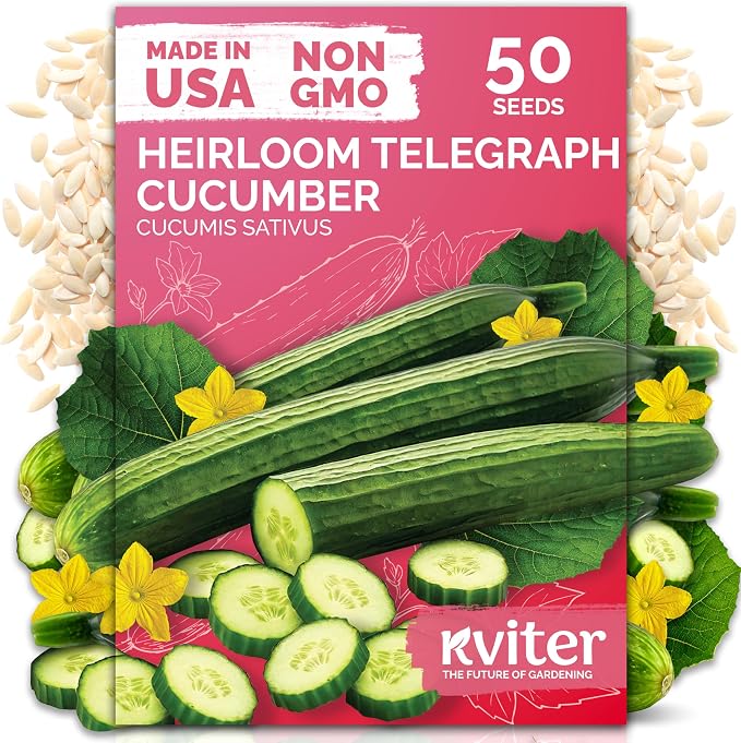 KVITER 50 English Telegraph Cucumber Seeds (Cucumis sativus) - English Cucumber, Burpless & Near Seedless Cucumbers - Vegetable Seeds for Planting Outdoors in Home Garden & Containers